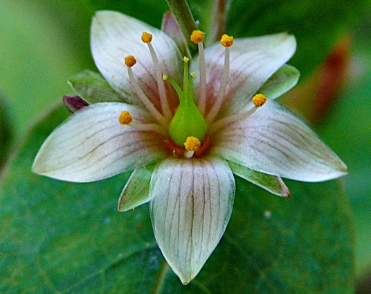 {Hypericum virginicum}